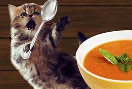 Image result for Black Cat in Soup Meme