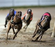 Image result for Greyhound Racing