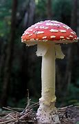 Image result for agaric�feo