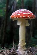 Image result for agaric�cel