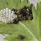 Image result for Pill Bug Eggs