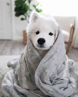 Image result for Plz Cute Doggo