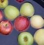 Image result for Important Facts About Apple's