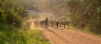 Image result for Beef Cattle Breeds in Botswana