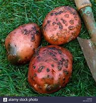 Image result for Potato Scab