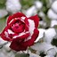 Image result for 2 Color Roses