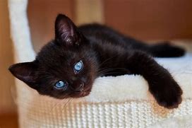 Image result for Black Cat Blue Eyes