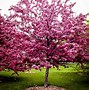 Image result for Flowering Apple Tree