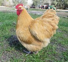Image result for Buff Orpington Rooster