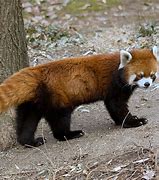 Image result for Brown Red Panda