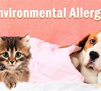 Image result for Pet Environmental Allergies