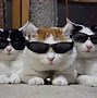 Image result for Cat with Cool Glasses in Space Hoodie