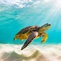Image result for Ocean Sea Turtle