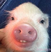 Image result for Small Pig Meme