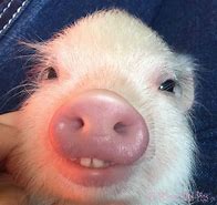 Image result for Funny Pig Faces