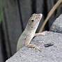 Image result for Black Anole Lizard