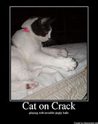 Image result for Cat On Crack