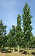 Image result for Quercus robur Fastigiate Zeeland