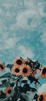 Image result for Wallpaper for Cell Phone Aesthetic