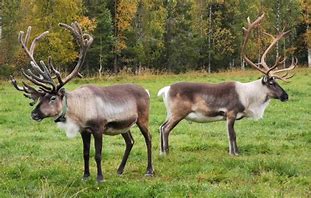 Image result for reindeer