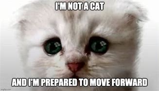 Image result for cats lawyers memes