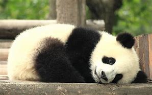 Image result for Super Duper Cute Baby Pandas