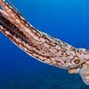 Image result for Dangerous Octopus