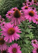 Résultat d’images pour Echinacea purpurea The King