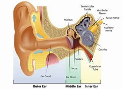 Image result for abofe6ear