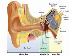 Image result for How the Human Ear Works