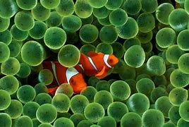 Image result for One Fish Wallpaper