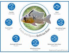 Image result for Bolivian Ram Fish