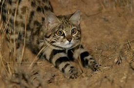 Image result for Smallest Cat in Africa