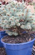Picea pungens Blue Pearl 的图像结果