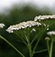 Image result for Achillea millefolium Lachsschonheit