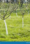 Image result for Apple Tree Washing