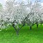 Image result for Apple Tree Pollination