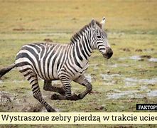 Image result for co_to_za_Żebropławy