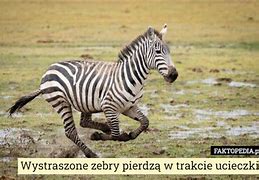 Image result for co_to_znaczy_zebryna