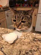 Image result for Sad Cat with Milk