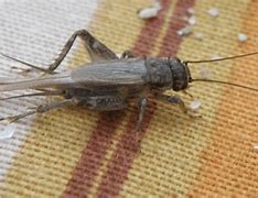 Image result for Black Crickets In-House