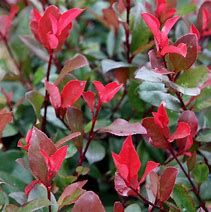Image result for Photinia fraseri Little Red Robin