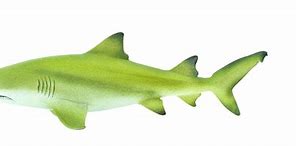 Image result for Lemon Shark Toys