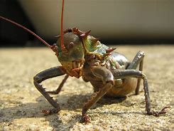 Image result for Armored Cricket