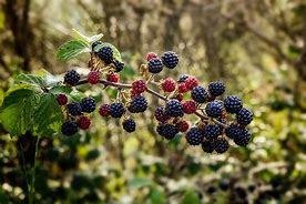 Image result for BlackBerry and Raspberry Background with Purple