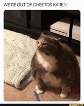 Image result for Fat Cat Spam Meme
