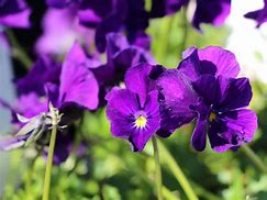 Image result for Viola cornuta Martin