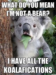 Image result for Koala Bear Meme