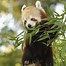 Image result for Red Panda Yawning