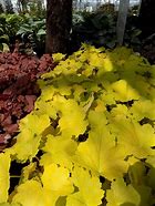 Image result for Heuchera Electric Lime ®